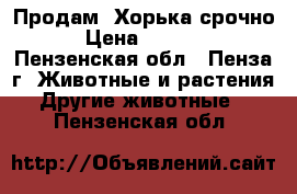 Продам  Хорька срочно › Цена ­ 1 000 - Пензенская обл., Пенза г. Животные и растения » Другие животные   . Пензенская обл.